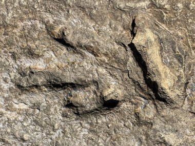 Antik kayalarda bir dinozorun ayak izinin fosili.