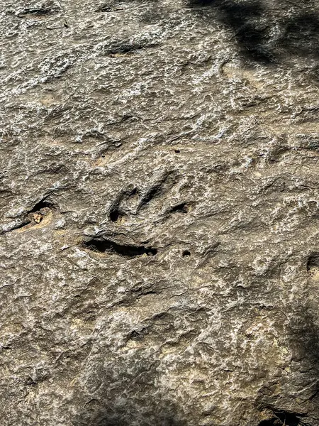 Kayadaki küçük dinozorların ayak izleri.