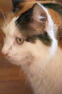 Yeşil gözlü, sakin ve meraklı bir yavru kedinin detaylı bir yakın plan görüntüsü. Kedinin kürkü belirgin turuncu, siyah ve beyaz desenler gösteriyor. Bir rahatlama anı yakalıyor..