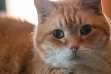 Portakallı tekir bir kedinin samimi bir yakın çekimi etkileyici gözleriyle, meraklı ve nazik doğasını gözler önüne seriyor. Hayvan severler ve hayvan temalı içerik için ideal.