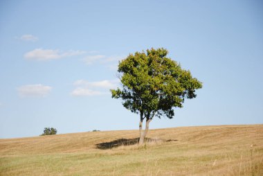 Bakony 'nin güney yamacında bir ağaç duruyor yazın, rüzgarda, öğleden sonra güneşinde..
