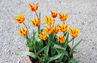 I found a very beautiful garden pot planted with tulips. It's nice in our own garden along the way, but it's a nice gift that blooms every year. Year after year it is a beautiful decoration of the garden.  clipart