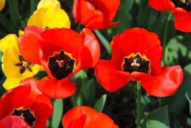  Lale grubu tatilin ışığını yükseltir, laleler çiçek açarken..