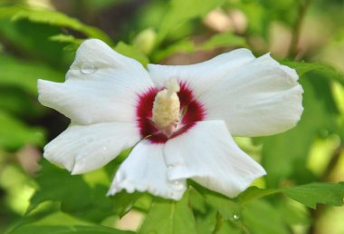 Inclusion of hollyhock macro. Beautifully visible flower in full pom orbit, (Hibiscus syriacus)