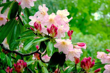 Kam botanik bahçesi ülkedeki en büyük rhododendron koleksiyonlarından birine ev sahipliği yapar. Bulutlu bir öğleden sonra bu güzel çiçek resmini çektim..