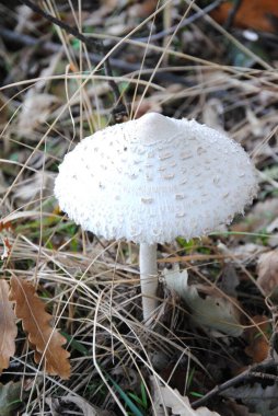 Güz, arkaplan, güzel, kahverengi, yakın plan, yenilebilir, düşebilir, yemek, orman, mantar, mantar, yaprak, makro, yosun, mantar, mantar, doğal, doğa, bitki, mevsim, mantar, beyaz, soluk benizli lepiota