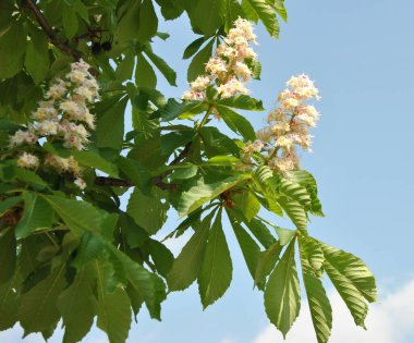 Güzel at kestanesi çiçeği ve meyvesinin de tıbbi bir etkisi vardır. Bundan birçok mücevher kozmetik ürünü yapılır..
