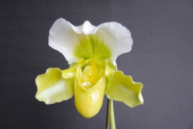  Nadir bulunan bir çeşit terlik orkidesi. Her kış çiçek açar. Paphiopedilum insigne var sanderae. Gri arkaplanda sarı orkide çiçeği.