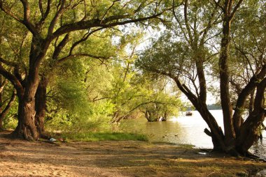 Tuna kıyısında öğleden sonra, güneşin altın ışıkları ağaçların arasında parlıyor..