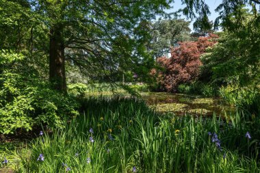 Kraliyet Botanik Bahçeleri 'nde, Kew, Londra' da, sakin bir su birikintisi, yaz mevsiminin canlı yeşillikleri arasında dingin bir vahaya dönüşür.. 