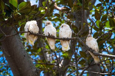 Perched high in the branches of a towering tree, a flock of little corellas, members of the Australian cockatoo family, gather together in a lively congregation.  clipart