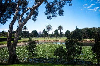 Avustralya 'nın Sydney kentindeki Centennial Park' ın kalbinde sakin bir gölet kentsel çevrede pitoresk bir vaha oluşturur..