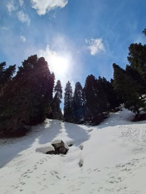 Jammu ve Kashmir 'de çam ağaçları karla kaplandı.