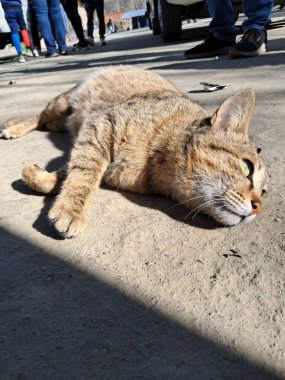 Dışarıdaki fotoğrafçılıkta şirin kedi dinlenme pozu