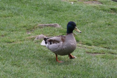 çimenler üzerinde bir ördek