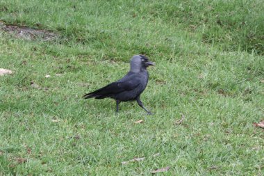 Yazın parkta karga.