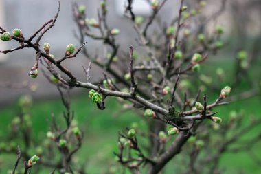 Ağaç dallarında bahar çiçekleri, güzel botanik çekimler, doğal duvar kağıtları.