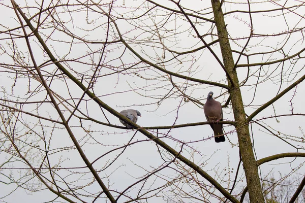 Ringdove Πουλί Στο Δέντρο — Φωτογραφία Αρχείου