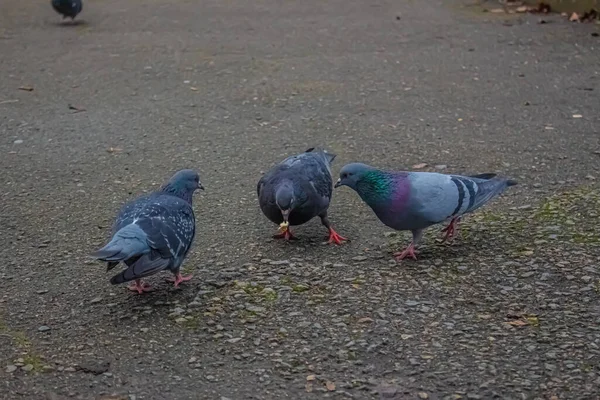 Pigeons Dans Rue Ville — Photo
