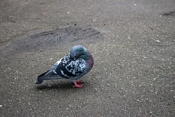 Dove Street Sidewalk Pigeon — Stock Photo, Image