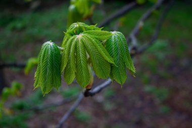 Ağaçtaki kestanenin genç yeşil yaprağı