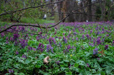 bahar manzarası. Parkta güzel mor çiçekler