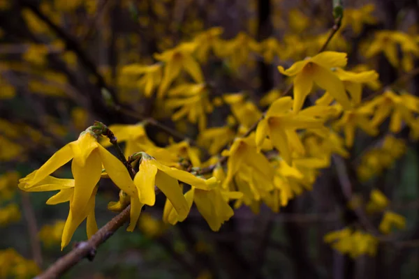 Flores Amarillas Jardín Tiro Botánico Forsythia — Foto de Stock