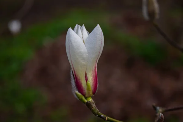 Цветок Магнолии Весной Обратите Внимание Поверхностную Глубину Поля — стоковое фото