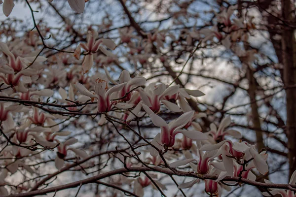 Een Close Foto Van Een Mooie Witte Roze Magnolia Boom — Stockfoto