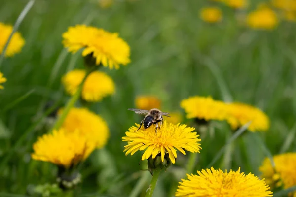 stock image bee collecting pollen on yellow flower dandelion