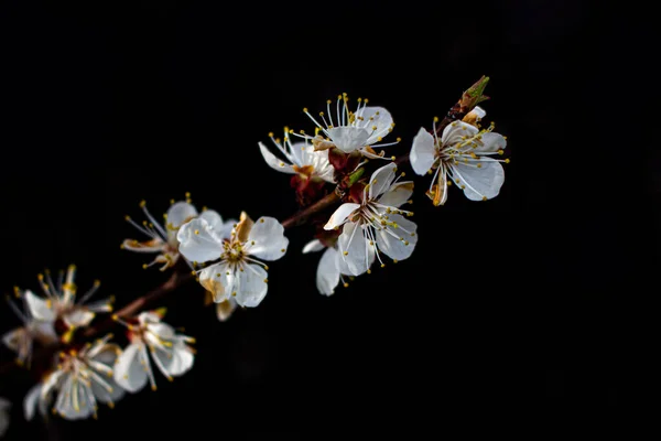 Ramo Flor Primavera Fundo Escuro Flor Cereja — Fotografia de Stock