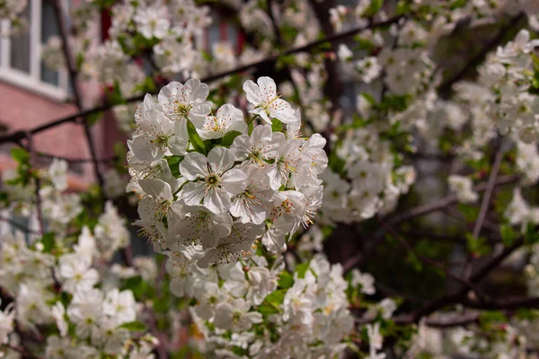 Hermosas Flores Primavera Jardín Flor Cerezo Arbusto Con Flores Blancas — Foto de Stock