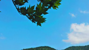 Mavi haziran gökyüzünün arka planında akçaağaç yaprakları ve yaprakları var. Papa bölgesi. Borjomi. Yaz. Georgia.