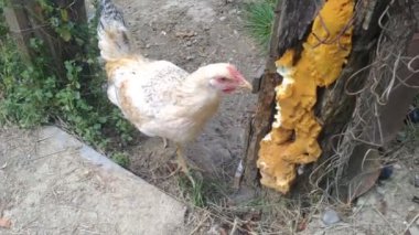 Her nedense, genç horozum tavuk kümesinin tahta kirişindeki kurumuş köpüğü gagalamayı seviyor. Onu kümesten çıkarır çıkarmaz, hemen bu kirişe doğru gidiyor ve...