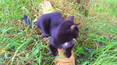 Benim siyah kedim bahçemizdeki bir ağaç dalında, yeşil çimlerin yanında. Borjomi. Georgia mı? Eylül