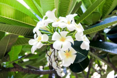 Yeşil yapraklarla çevrili çarpıcı beyaz su tesisatı çiçekleri, doğal güneş ışığıyla yıkanmış..