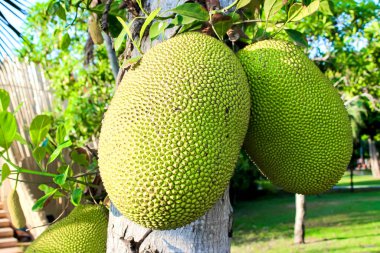 Güneşli bir günde yemyeşil meyvelerle çevrili olgun meyvelerle dolu bir ağaç, canlı bir doğal manzara yaratır.
