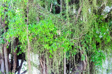 Canlı yeşil yapraklar ve sarmaşıklar yoğun, yemyeşil bir zemin oluşturarak çevrenin doğal güzelliğini arttırır.