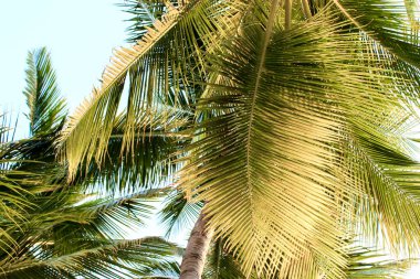 Güneşli palmiye yapraklarının detaylı bir görüntüsü canlı mavi gökyüzüne karşı kurulmuş, tropikal, güneşli bir açık hava sahnesini somutlaştırıyor.