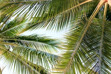 Parlak mavi gökyüzünün altındaki yemyeşil tropikal palmiye ağaçlarının arasından yukarıya, egzotik bir güzelliğin ve cennetin manzarasına bakıyorum.
