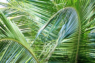 Ilık ve rahatlatıcı bir günde gün ışığıyla aydınlatılan gür palmiye yapraklarıyla canlı, tropikal bir manzara.