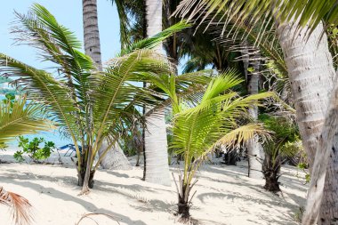 Sakin tropikal plaj, kumlu kıyı şeridi ve palmiye ağaçları ile övünür ve rahatlatıcı bir tatil için mükemmeldir.