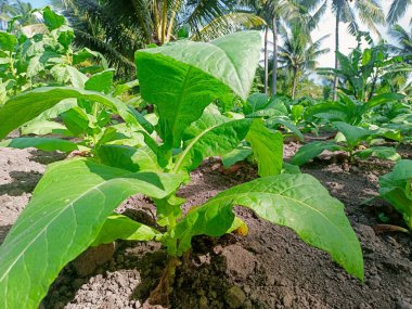 Bahçede taze tütün ağacı