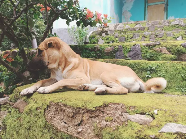 Şirin bir köpek yosunların üzerinde uyuyor.