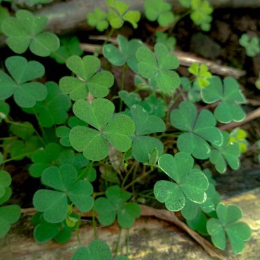 Yeşil arka planda güzel yonca çiçekleri