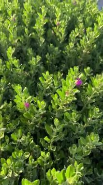 Yeşil çalı manzaralı, açık havada küçük yapraklar. Doğa yeşili arka plan. Texas Sage ya da Löcophyllum Frutescens bitkisi. Yüksek kalite 4k görüntü