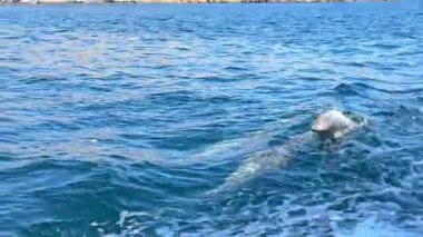 Yunuslar, Musandam Yarımadası, Khasab, Umman 'ın kayalık kıyılarındaki sakin sularda neşeyle sörf yapar. Yüksek kalite fotoğraf