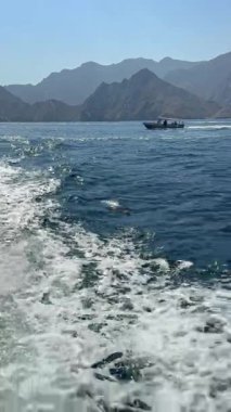 Yunuslar, Musandam Yarımadası, Khasab, Umman 'ın kayalık kıyılarındaki sakin sularda neşeyle sörf yapar. Yüksek kalite fotoğraf