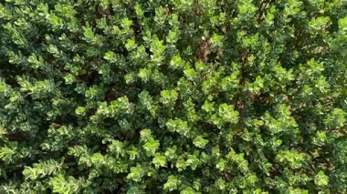 Yeşil çalı manzaralı, açık havada küçük yapraklar. Doğa yeşili arka plan. Texas Sage ya da Löcophyllum Frutescens bitkisi. Yüksek kalite 4k görüntü