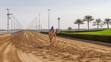 Robot jokeylerle yarış devesi, Dubai, Birleşik Arap Emirlikleri. Geleneksel deve yarışı